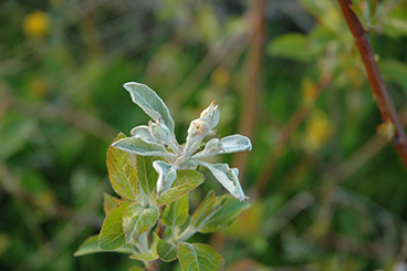 Meeldauw in appel.jpg